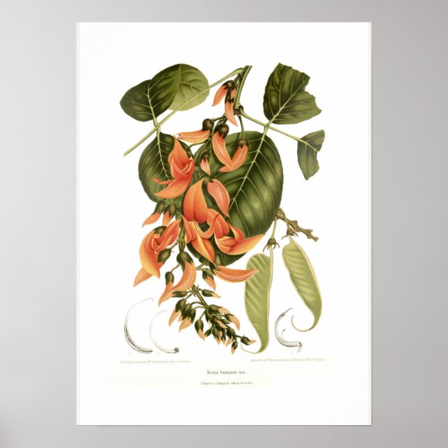 Bengalisches Kino Poster (Vorne)