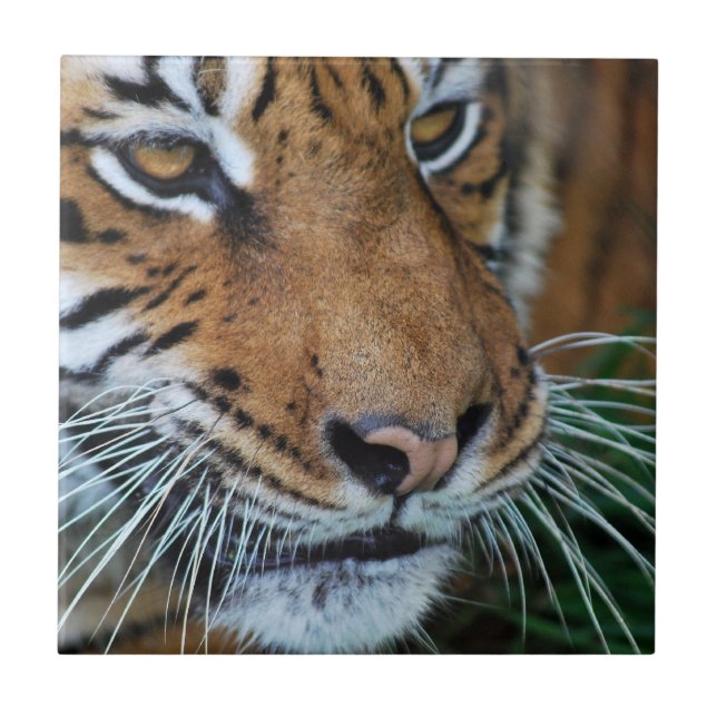 Bengalisches Tiger Nah nach Afrika Fliese (Vorderseite)