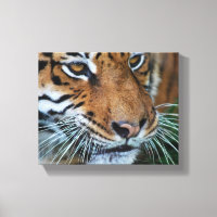 Bengalisches Tiger Nah nach Afrika