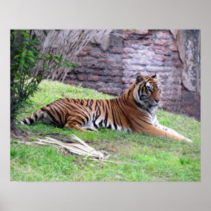 Bengalisches Tiger-Poster Poster