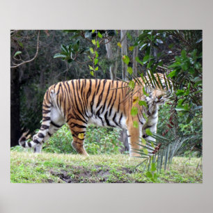 Bengalisches Tiger-Poster Poster