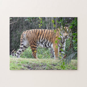 Bengalisches Tiger-Puzzle