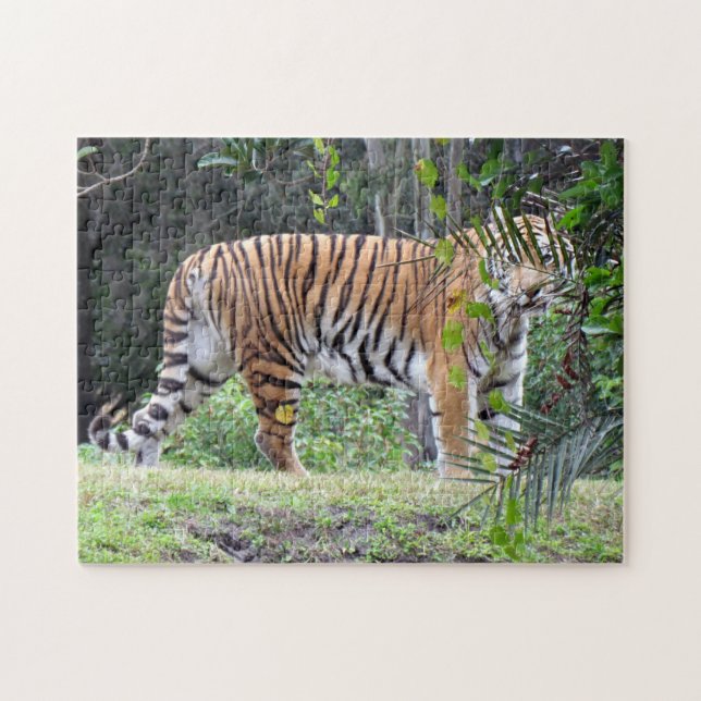 Bengalisches Tiger-Puzzle (Horizontal)