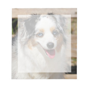Bennett - Aussie Mini - Rosie - Carmel Beach Notizblock
