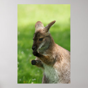 Bennett's Wallaby Poster