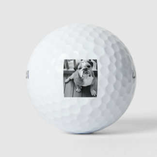 Benny, der Bulldog Golfball