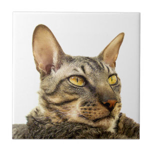 Benson-Fliese  Tabbypunkt kornische Rex Katze - Fliese