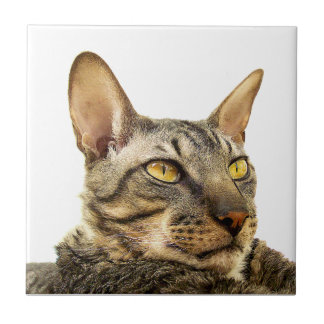 Benson-Fliese| Tabbypunkt kornische Rex Katze - Fliese