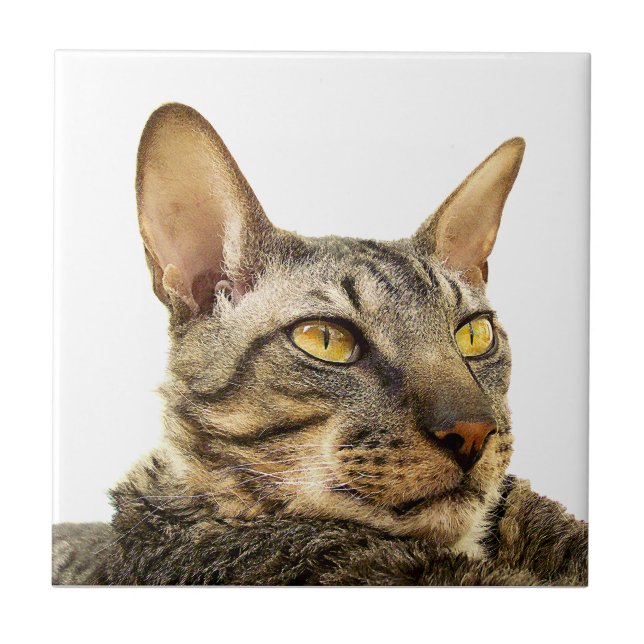 Benson-Fliese| Tabbypunkt kornische Rex Katze - Fliese (Vorderseite)