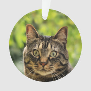 Benutzerdefinierte Braungetigerte Katze Foto Ornament