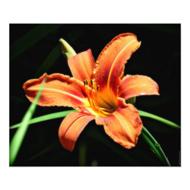 Benutzerdefinierte Fotografie Print Orange Lilly (Vorne)