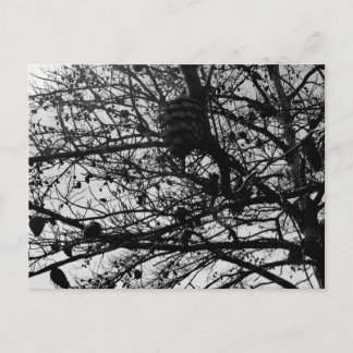 Benutzerdefinierte Natur Postcard Wildlife Foto Postkarte