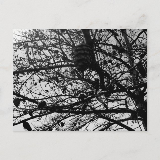 Benutzerdefinierte Natur Postcard Wildlife Foto Postkarte (Vorderseite)