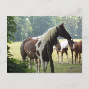 Benutzerdefinierte Pferdepostkarten Postkarte