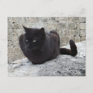 benutzerdefinierte Postkarte für die Black Cat