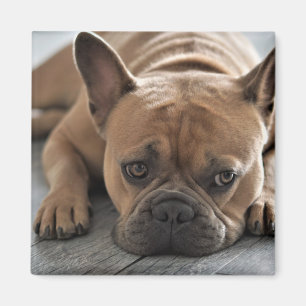 Benutzerdefinierter Foto Haustier Hund Magnet