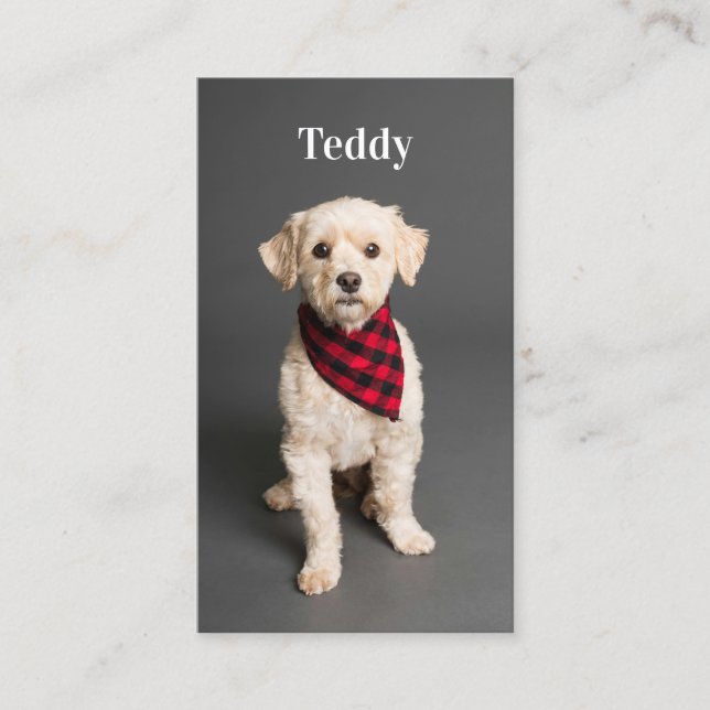 Benutzerdefinierter QR-Code für Foto Pet Puppy-Hun Visitenkarte (Vorderseite)