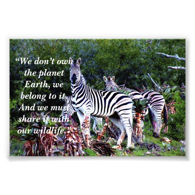 Benutzerdefinierter Slogan/Konservierung Zebra Alo Fotodruck (Vorne)
