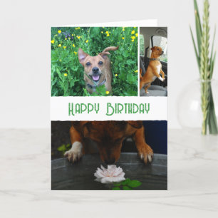 Benutzerdefiniertes Begleiter (Hund) Foto und Meld Karte