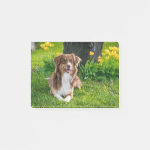 Benutzerdefiniertes Foto für Heimtiere Personalisi Post-it Klebezettel