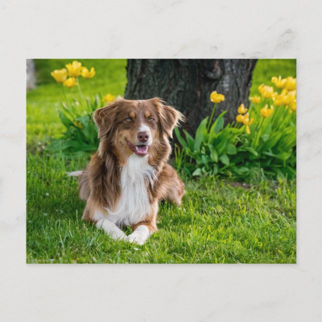 Benutzerdefiniertes Foto Postkarte (Vorderseite)