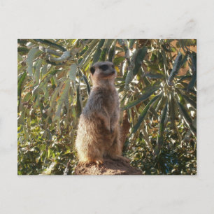 Beobachtender Sentinel: Meerkat im grünen Hintergr Postkarte