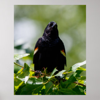 Beobachtung Poster