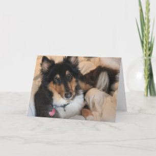 Bequeme Collieraum-Mitteilungskarten Karte