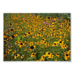 Bereich der braunen-mit Augen Susan-Blume. Fotodruck