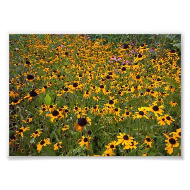 Bereich der braunen-mit Augen Susan-Blume. Fotodruck (Vorne)