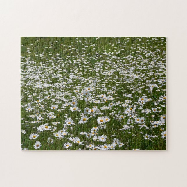 Bereich der Daisies Alaskan-Wildblumen (Horizontal)