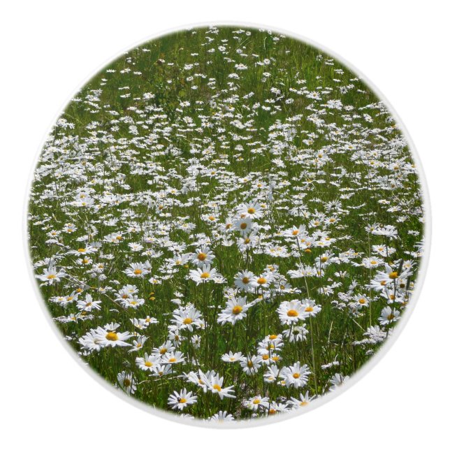 Bereich der Daisies Alaskan-Wildblumen Keramikknauf (Vorderseite)