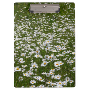 Bereich der Daisies Alaskan-Wildblumen Klemmbrett