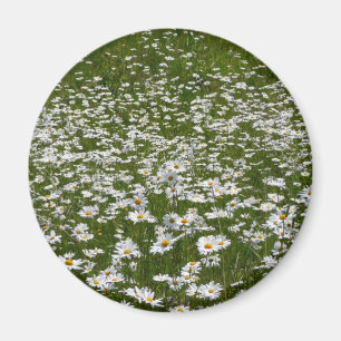 Bereich der Daisies Alaskan-Wildblumen Magnet