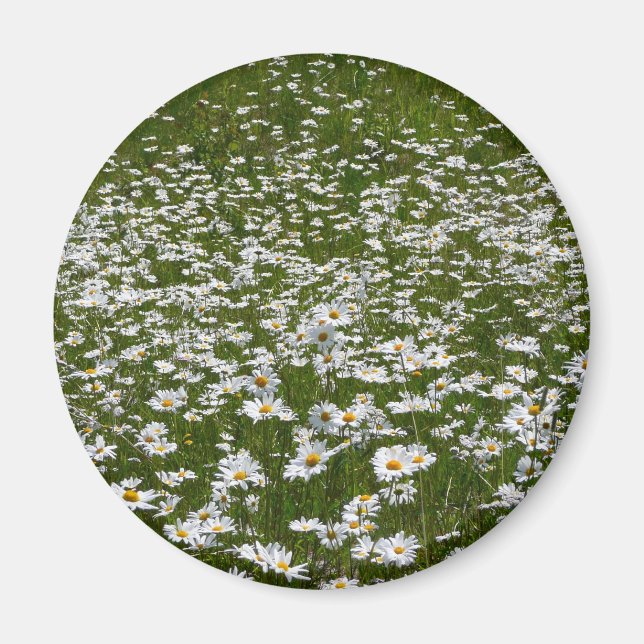 Bereich der Daisies Alaskan-Wildblumen Magnet (Vorne)