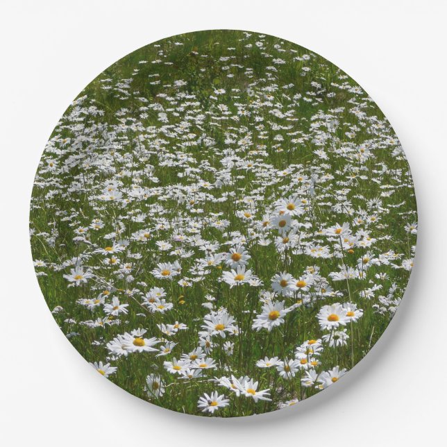 Bereich der Daisies Alaskan-Wildblumen Pappteller (Vorderseite)