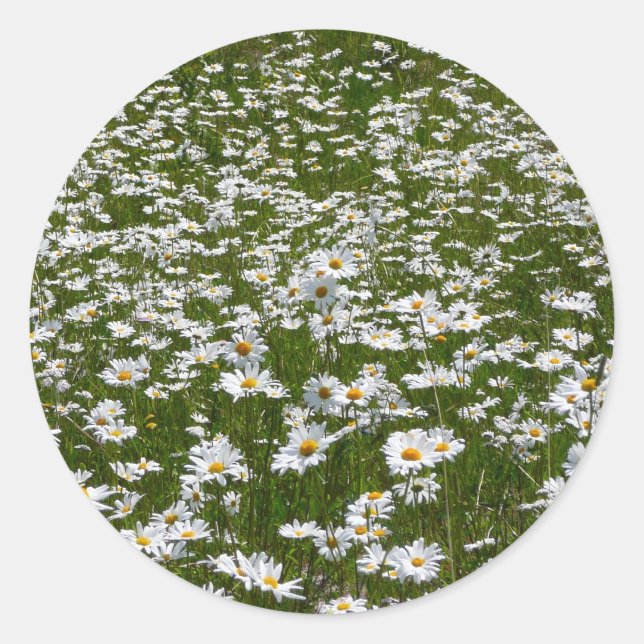 Bereich der Daisies Alaskan-Wildblumen Runder Aufkleber (Vorderseite)
