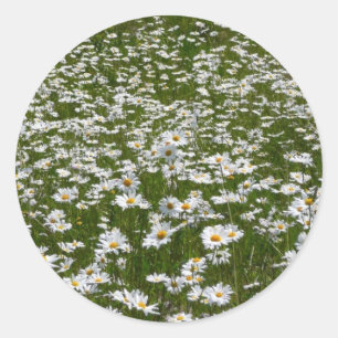 Bereich der Daisies Alaskan-Wildblumen Runder Aufkleber