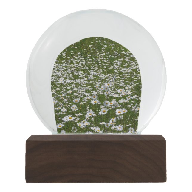 Bereich der Daisies Alaskan-Wildblumen Schneekugel (Vorderseite)