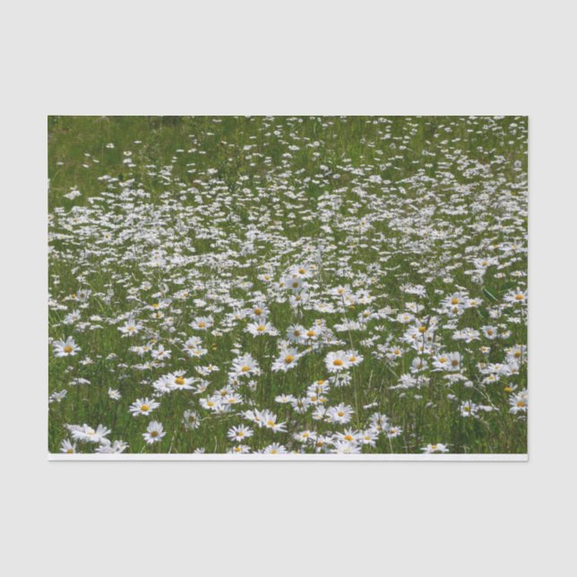 Bereich der Daisies Alaskan-Wildblumen Seidenpapier (Vorderseite)