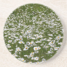 Bereich der Daisies Alaskan-Wildblumen