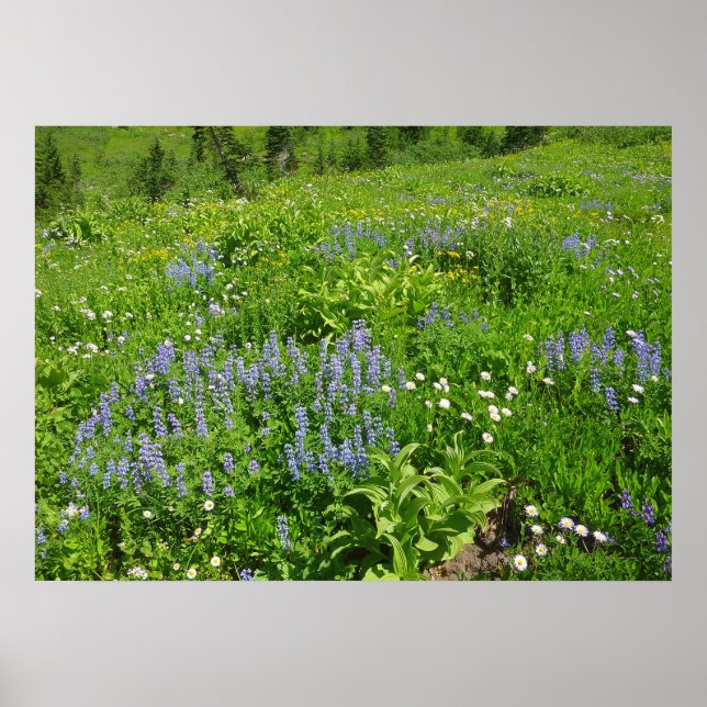 Bereich der Wildblumen auf dem Rainier Poster (Vorne)