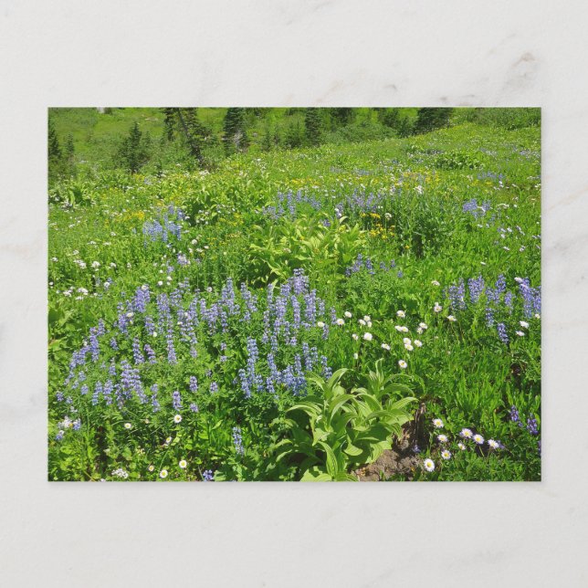 Bereich der Wildblumen auf dem Rainier Postkarte (Vorderseite)