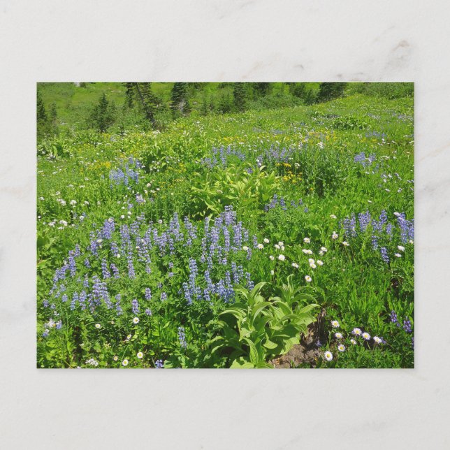 Bereich der Wildblumen auf dem Rainier Postkarte (Vorderseite)