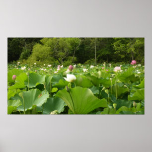 Bereich Lotus Blume Sommergarten Poster
