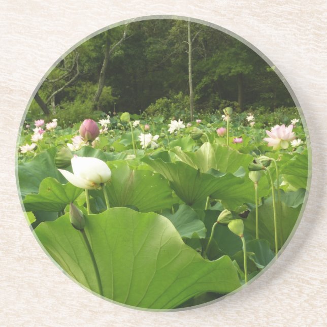 Bereich Lotus Blume Sommergarten Sandstein Untersetzer (Vorne)