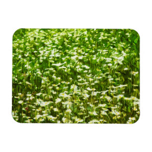 Bereich Oxeye Daisies Abstrakter Impressionismus Magnet