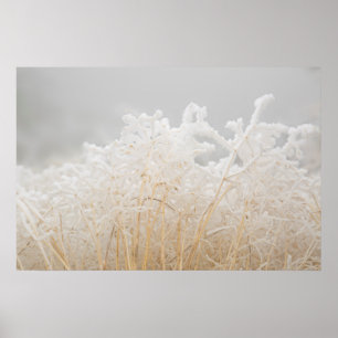 Bereifte Wintergräser Poster