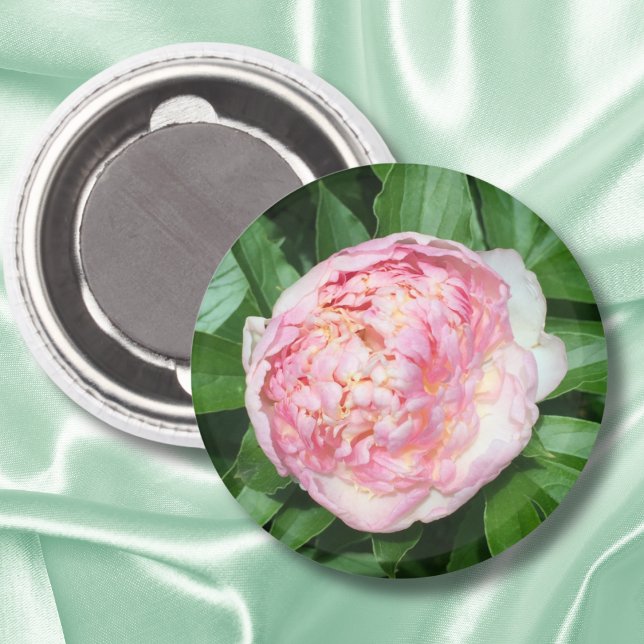Bereit für die Blüte der Peony Magnet (Von Creator hochgeladen)