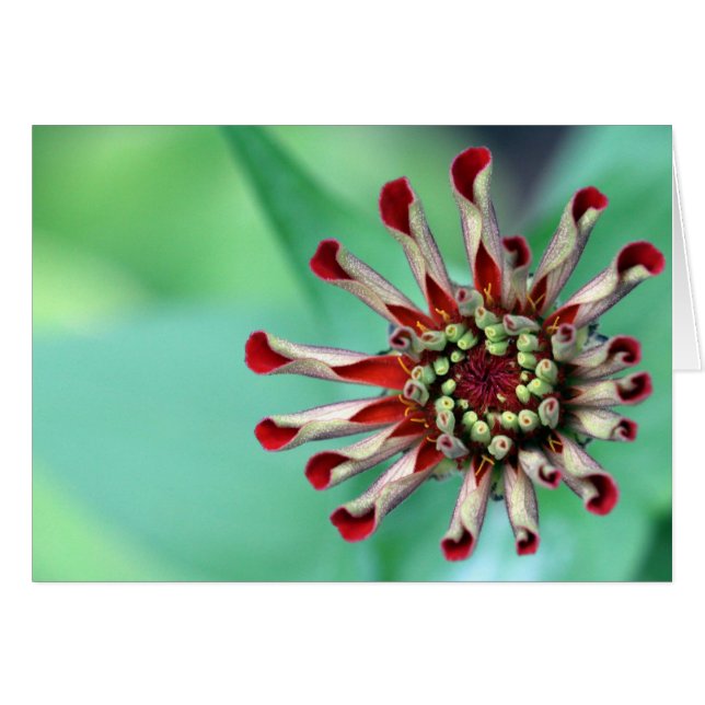 Bereit nach Unfurl! (Vorderseite (Horizontal))